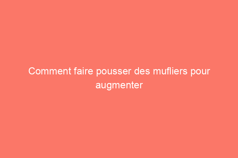 Comment faire pousser des mufliers pour augmenter facilement l'attrait de votre propriété