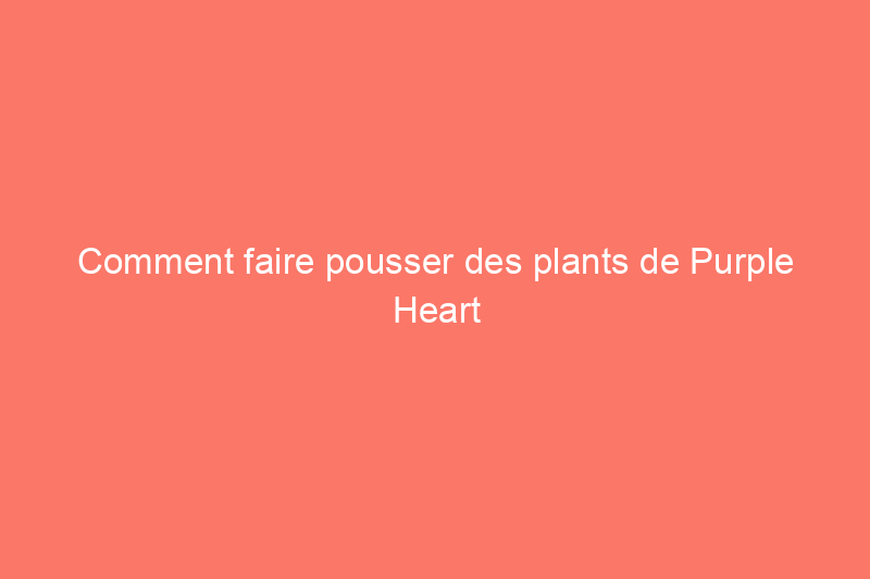 Comment faire pousser des plants de Purple Heart