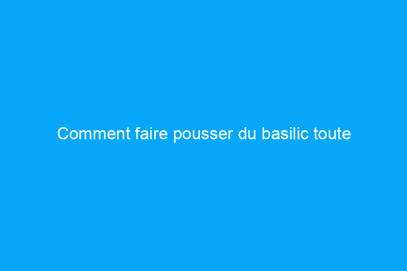 Comment faire pousser du basilic toute l'année