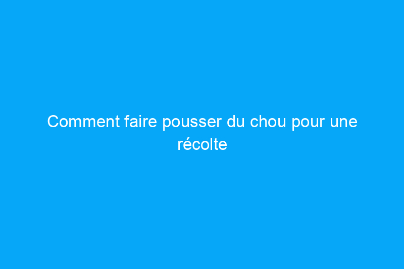 Comment faire pousser du chou pour une récolte au début de l'automne et un stockage hivernal