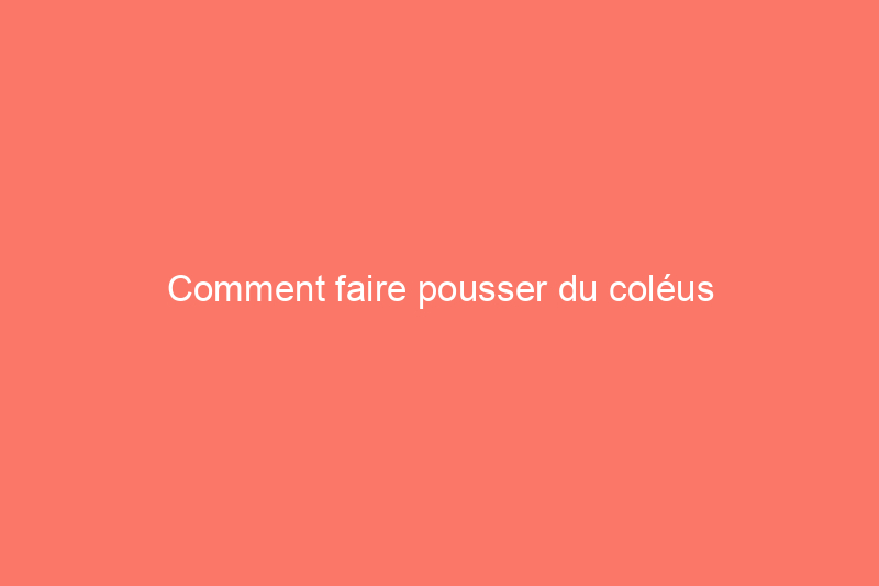 Comment faire pousser du coléus