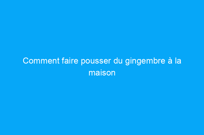 Comment faire pousser du gingembre à la maison