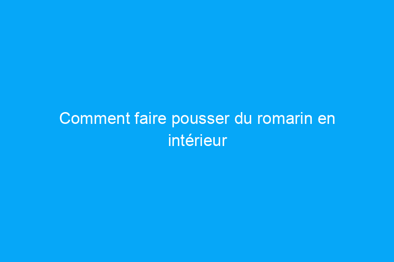 Comment faire pousser du romarin en intérieur