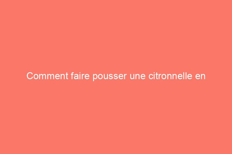 Comment faire pousser une citronnelle en extérieur