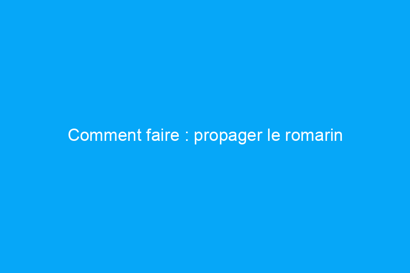 Comment faire : propager le romarin