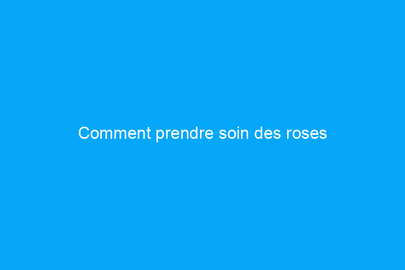 Comment prendre soin des roses