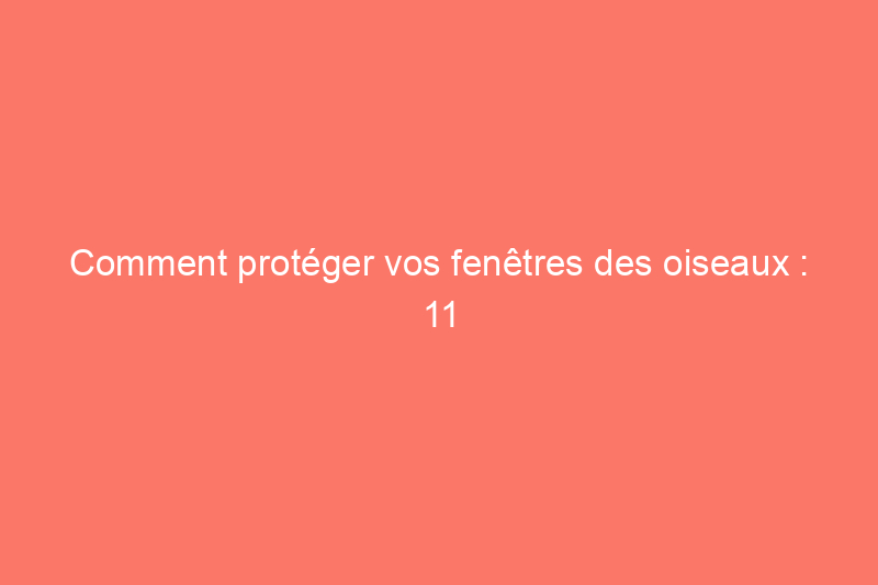 Comment protéger vos fenêtres des oiseaux : 11 solutions intelligentes