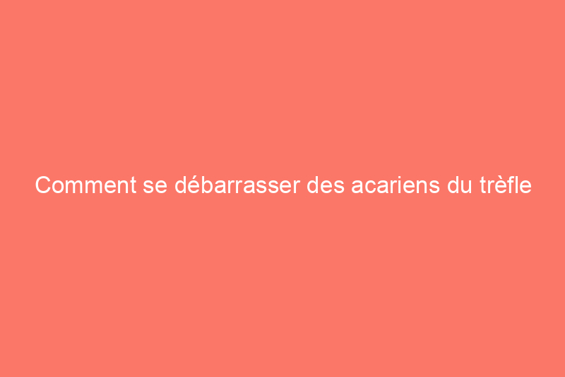 Comment se débarrasser des acariens du trèfle et pourquoi vous ne devriez jamais les écraser