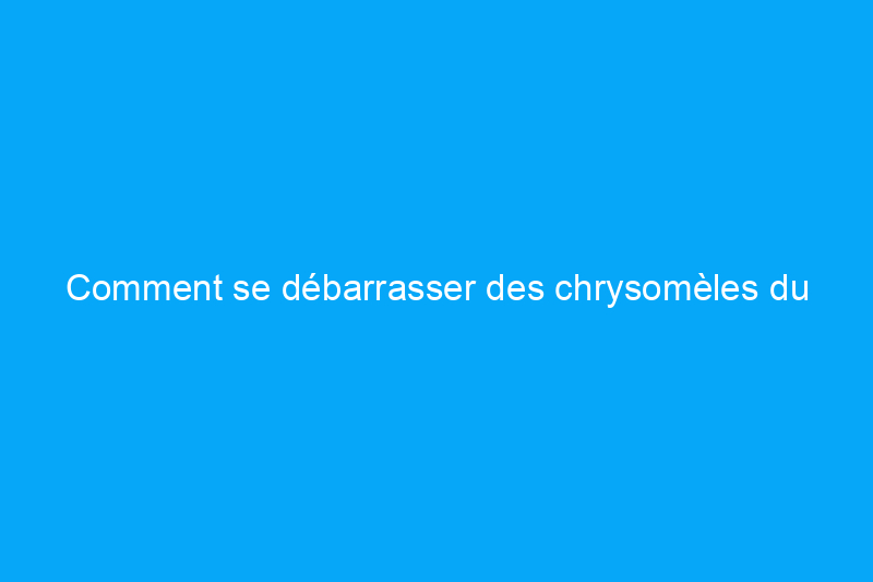 Comment se débarrasser des chrysomèles du concombre