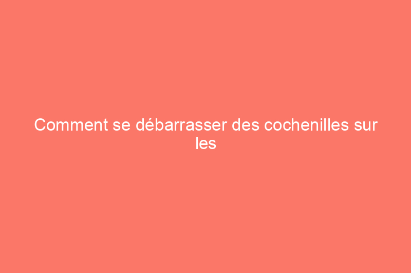 Comment se débarrasser des cochenilles sur les plantes d'intérieur et d'extérieur