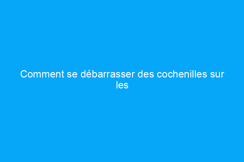 Comment se débarrasser des cochenilles sur les plantes