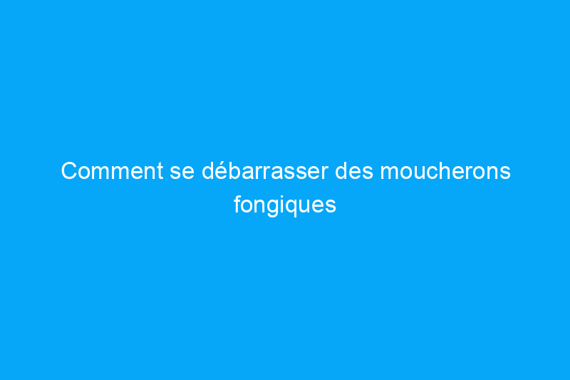 Comment se débarrasser des moucherons fongiques : 4 remèdes efficaces