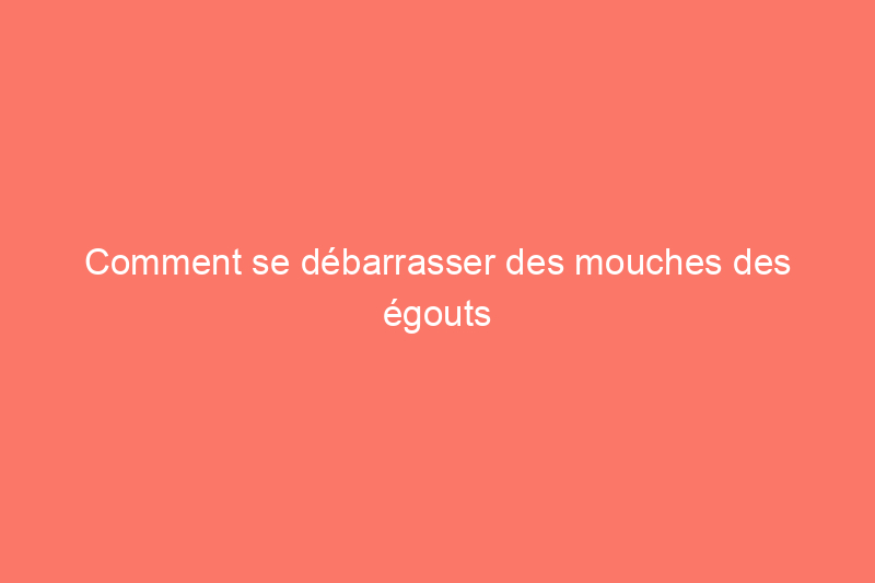 Comment se débarrasser des mouches des égouts