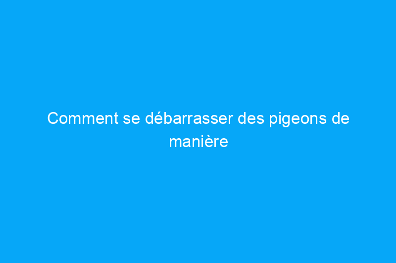 Comment se débarrasser des pigeons de manière sûre, humaine et permanente