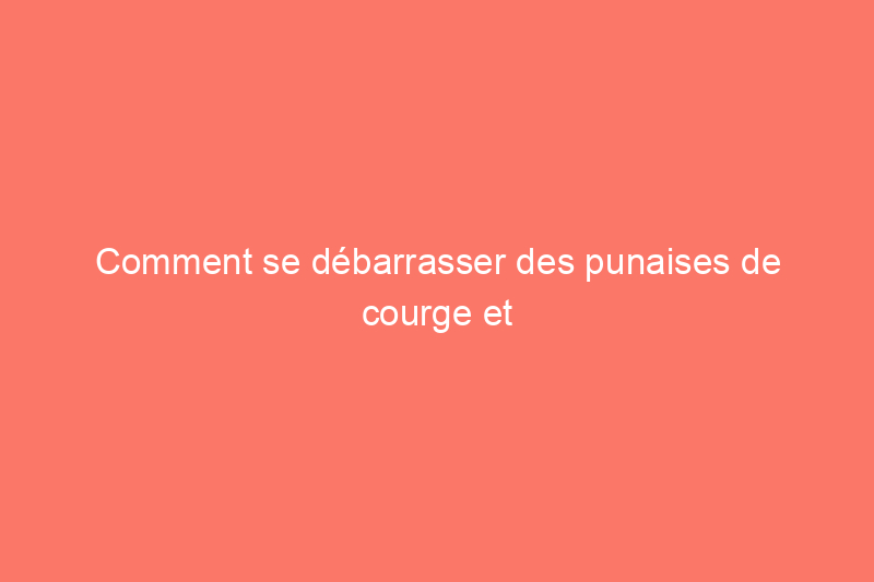 Comment se débarrasser des punaises de courge et les éloigner définitivement de votre jardin