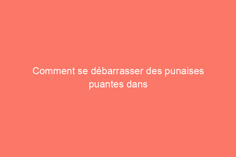 Comment se débarrasser des punaises puantes dans la maison