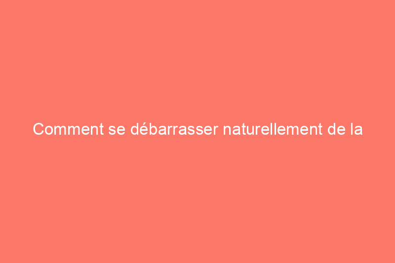 Comment se débarrasser naturellement de la Morgeline