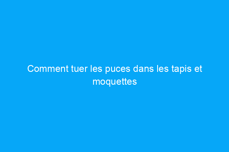 Comment tuer les puces dans les tapis et moquettes