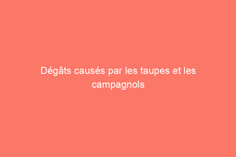 Dégâts causés par les taupes et les campagnols : 3 différences clés pour l'identification (et que faire contre chaque ravageur)