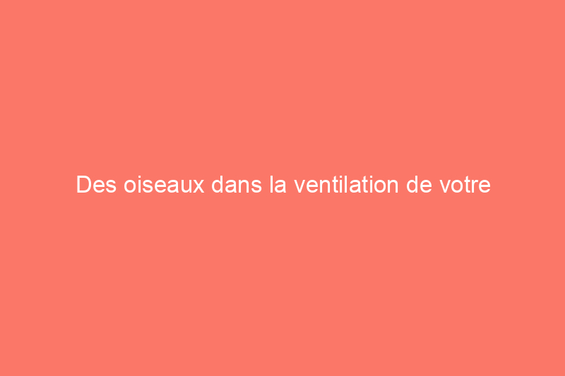 Des oiseaux dans la ventilation de votre sèche-linge ? Voici comment les éliminer en toute sécurité et sans cruauté