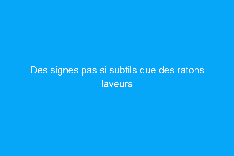 Des signes pas si subtils que des ratons laveurs vivent dans votre grenier – et que faire à leur sujet