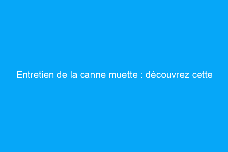 Entretien de la canne muette : découvrez cette plante d'intérieur facile à cultiver et dotée d'un feuillage abondant et flatteur