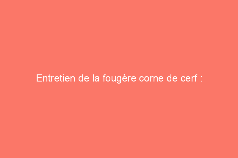 Entretien de la fougère corne de cerf : maîtriser ce sujet de conversation exotique et facile à cultiver