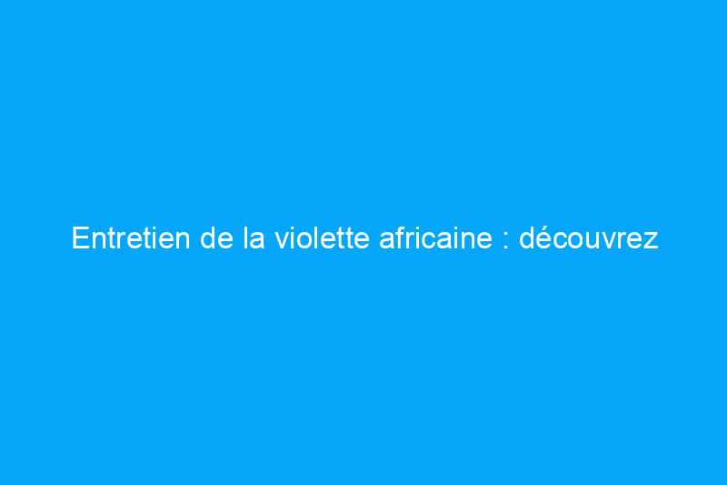 Entretien de la violette africaine : découvrez cette plante d'intérieur qui demande peu d'entretien et qui fleurit toute l'année