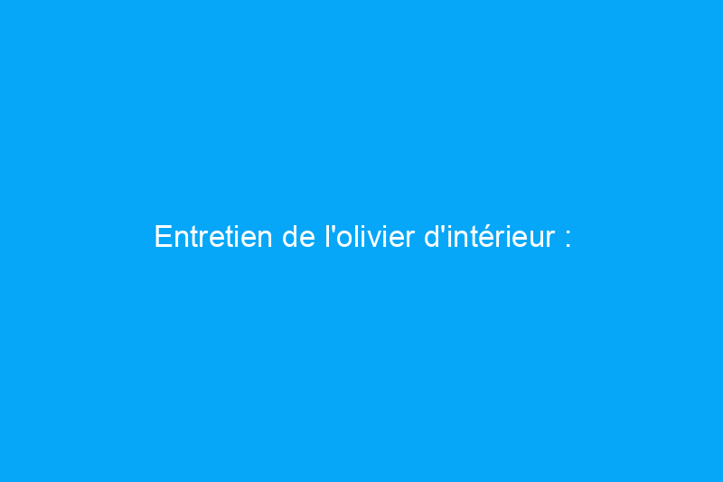 Entretien de l'olivier d'intérieur : découvrez la plante d'intérieur qui aime une bonne fenêtre orientée au sud