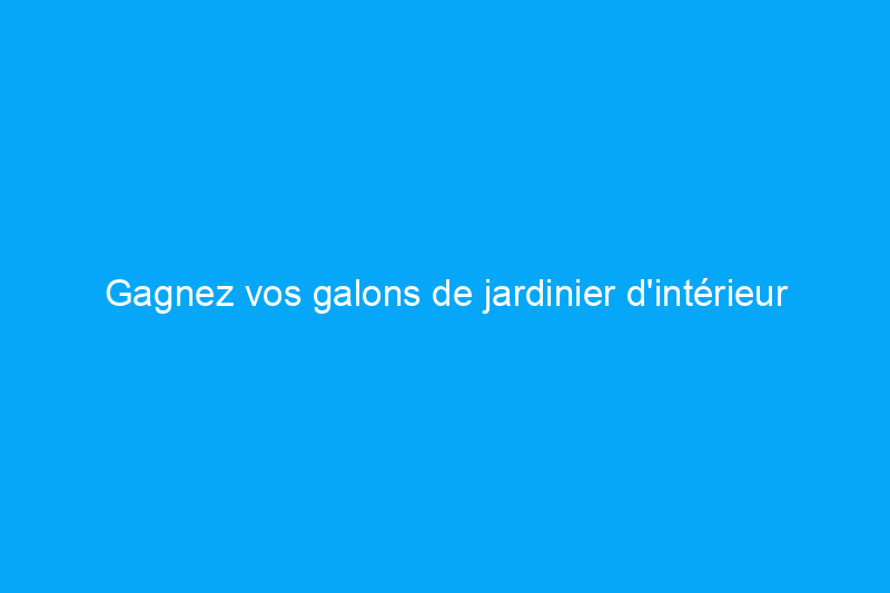 Gagnez vos galons de jardinier d'intérieur en maîtrisant cette routine d'entretien des plantes zébrées