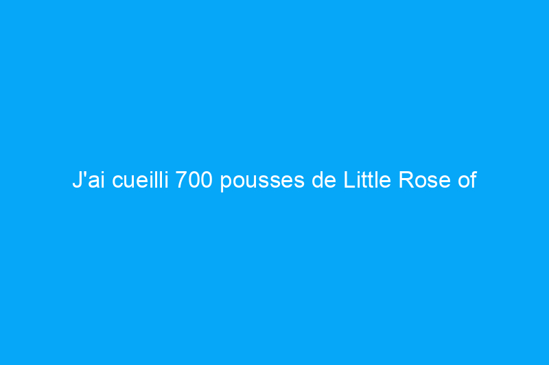 J'ai cueilli 700 pousses de Little Rose of Sharon, mais je n'arrive pas à suivre. Au secours !