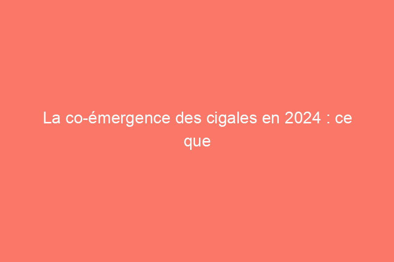 La co-émergence des cigales en 2024 : ce que vous devez savoir