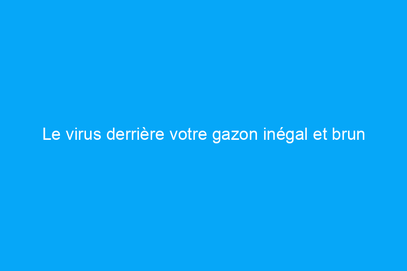 Le virus derrière votre gazon inégal et brun