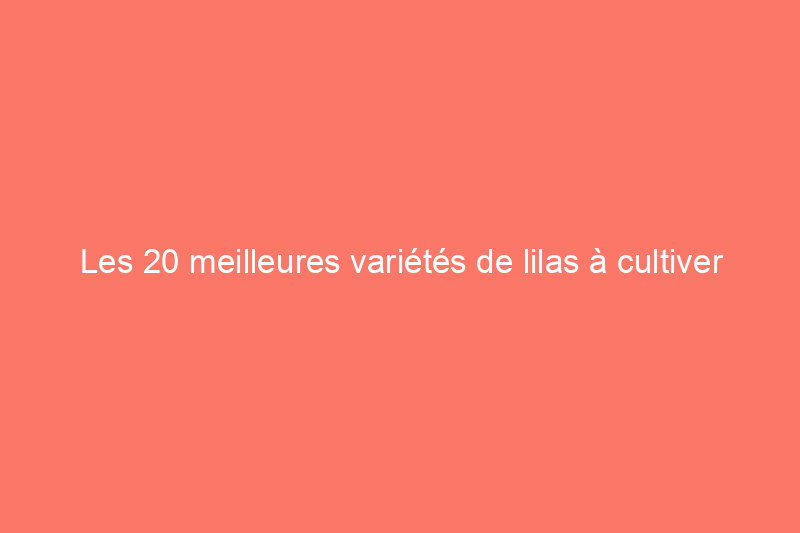 Les 20 meilleures variétés de lilas à cultiver dans votre jardin