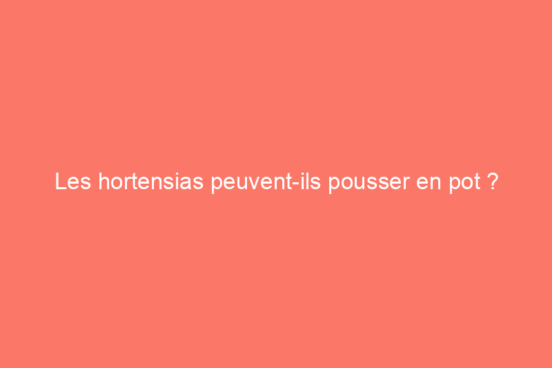 Les hortensias peuvent-ils pousser en pot ?