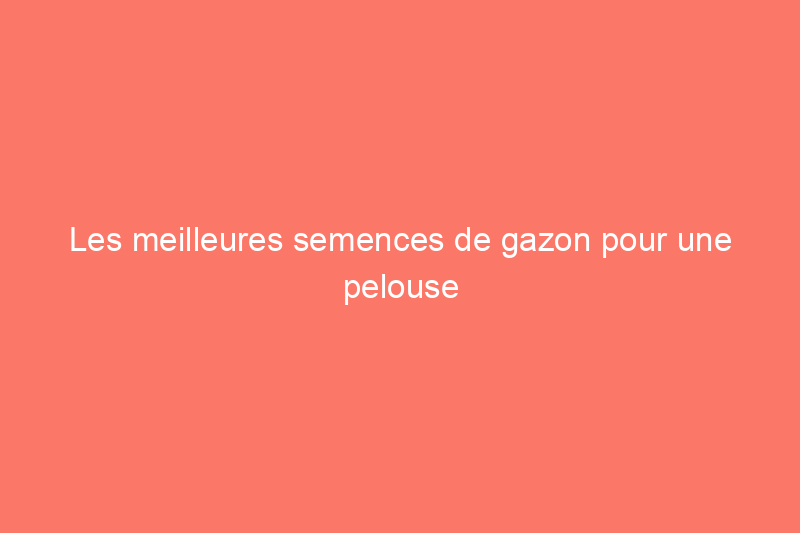 Les meilleures semences de gazon pour une pelouse verte et luxuriante