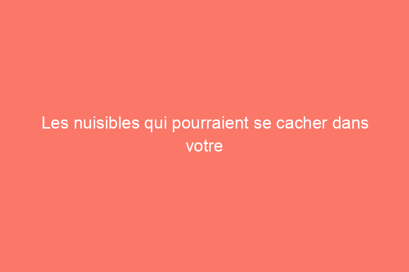 Les nuisibles qui pourraient se cacher dans votre sapin de Noël et comment s'en débarrasser