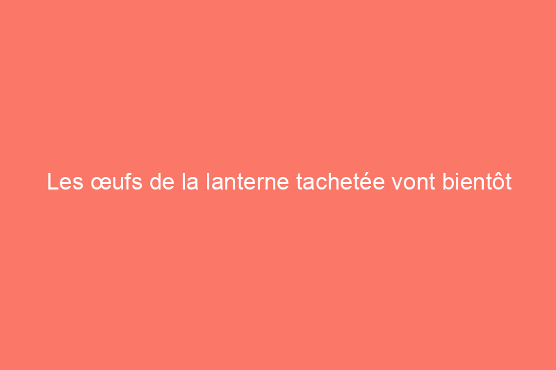 Les œufs de la lanterne tachetée vont bientôt éclore : voici ce que vous devez faire