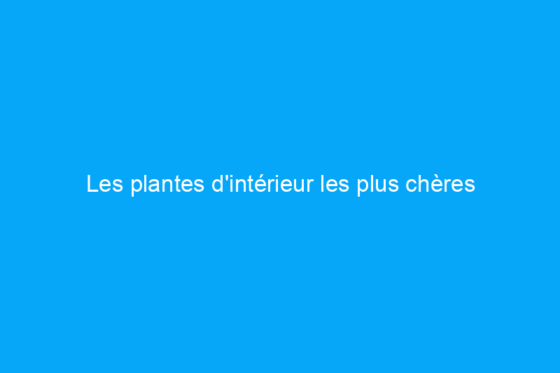 Les plantes d'intérieur les plus chères que les gens achètent réellement