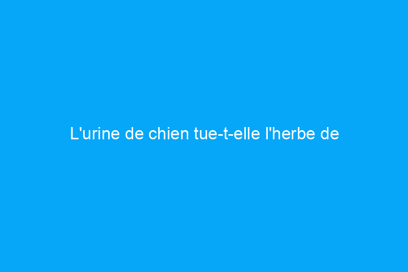 L'urine de chien tue-t-elle l'herbe de votre pelouse ? Voici comment y remédier