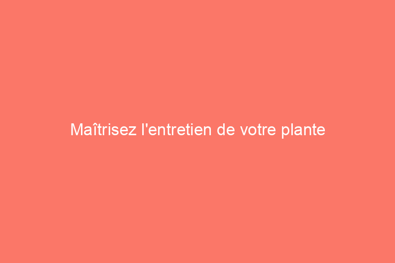 Maîtrisez l'entretien de votre plante parapluie pour un arbre d'intérieur joyeux, qu'il pleuve ou qu'il fasse beau