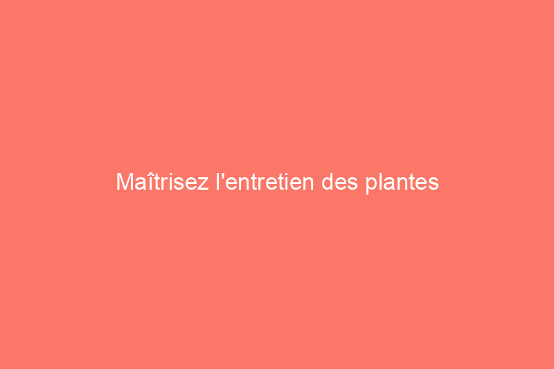 Maîtrisez l'entretien des plantes d'intérieur d'oiseaux de paradis et votre pouce vert s'envolera