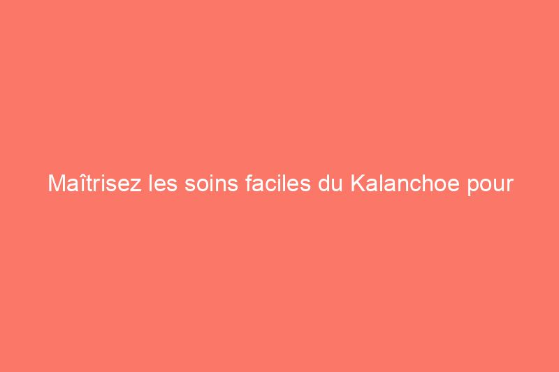 Maîtrisez les soins faciles du Kalanchoe pour une explosion de fleurs colorées année après année