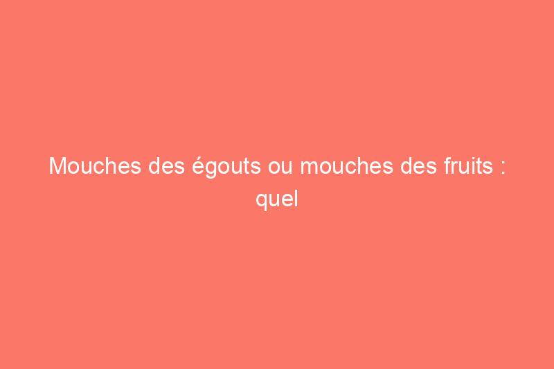 Mouches des égouts ou mouches des fruits : quel petit insecte ailé envahit votre maison ?