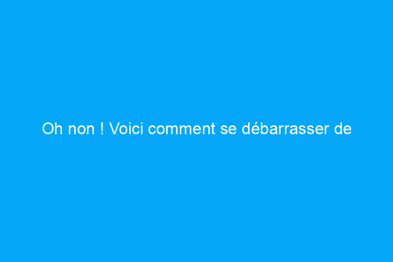 Oh non ! Voici comment se débarrasser de l'odeur d'urine de chat dans votre maison pour un sanctuaire fraîchement parfumé