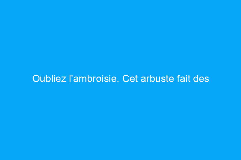 Oubliez l'ambroisie. Cet arbuste fait des ravages chez les personnes allergiques dans tout le pays