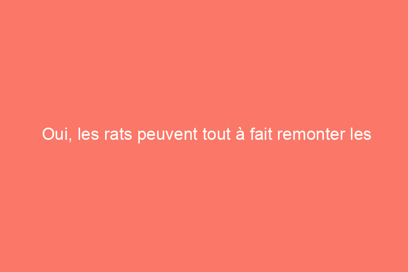 Oui, les rats peuvent tout à fait remonter les toilettes. Voici comment et comment éliminer le problème si vous le voyez