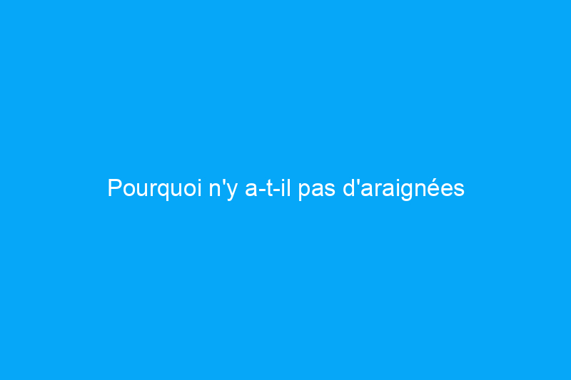 Pourquoi n'y a-t-il pas d'araignées dans les toiles d'araignées ? Le mystère derrière les araignées rampantes des coins