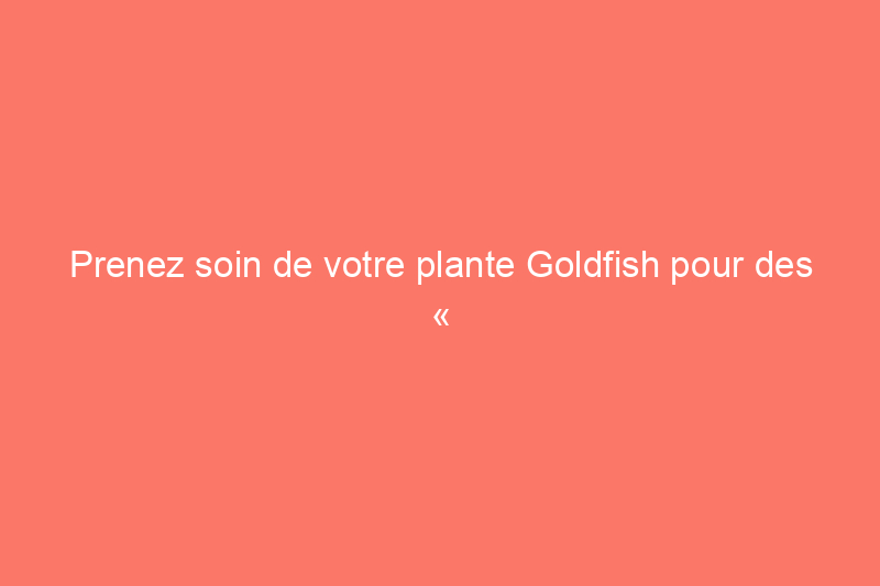 Prenez soin de votre plante Goldfish pour des « bancs » de fleurs éclatantes année après année