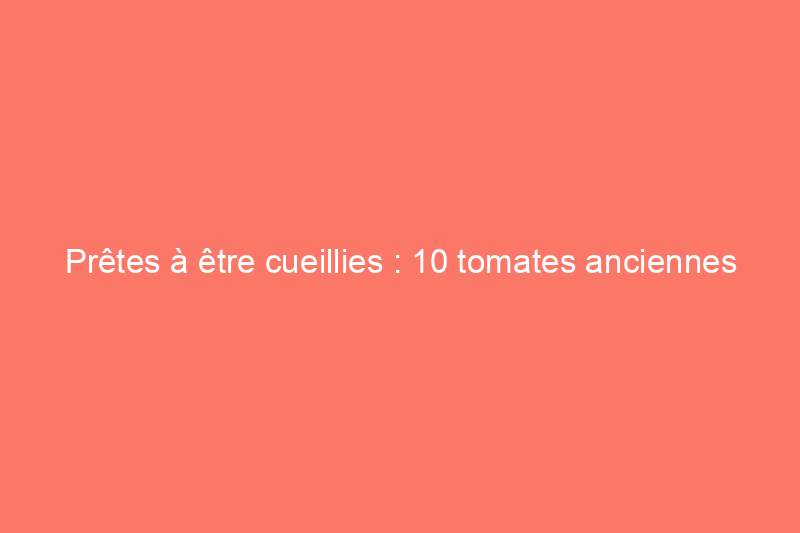 Prêtes à être cueillies : 10 tomates anciennes corsées et savoureuses